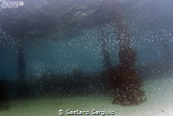 millions of juvenile fishes. vis was good but swamped by ... by Gaetano Gargiulo 